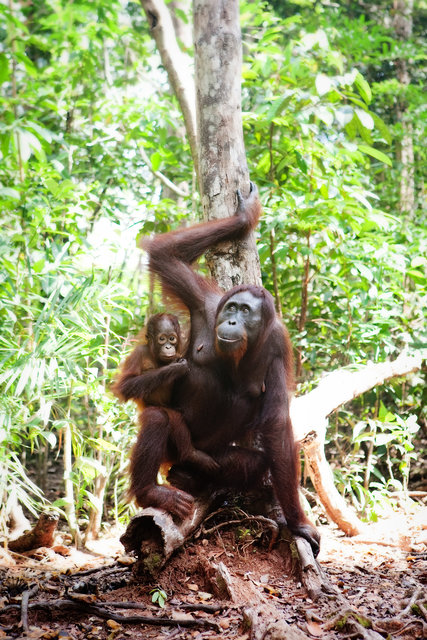 Mom and Baby Orangutans I