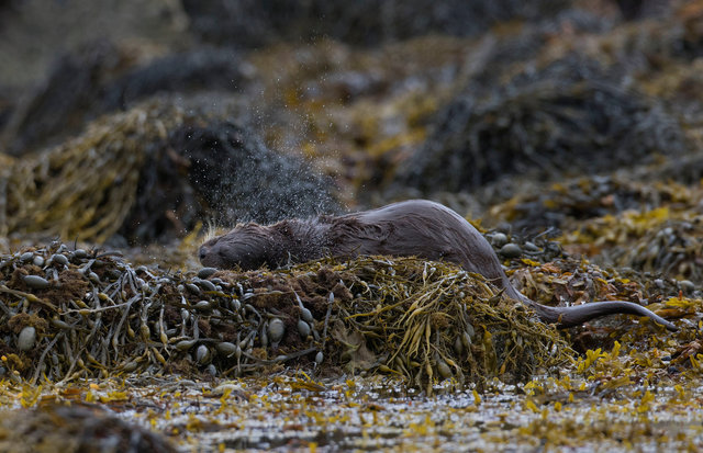 Otter