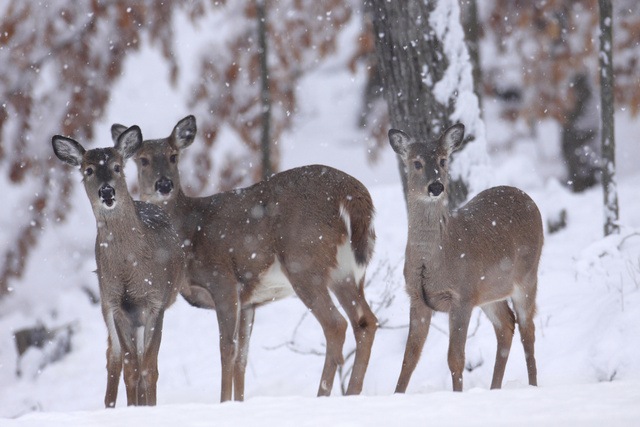 White-tailed deer, southern Ohio