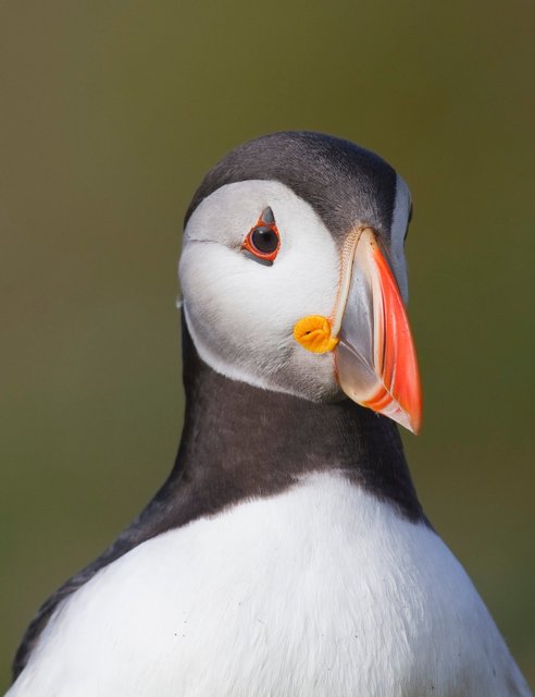 Puffin