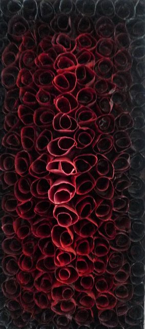 Rozen Rood - Roses Red