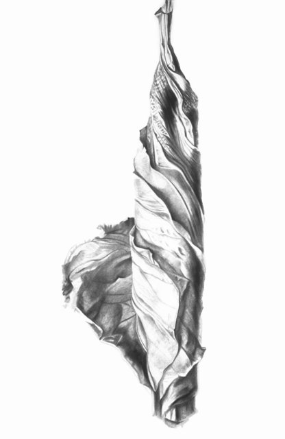Hibiscus Solitude