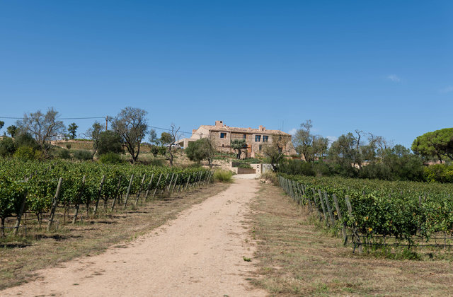 Rice Wine Vinyard Sout of France