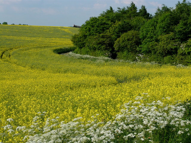 Spring Flowers VB.JPG