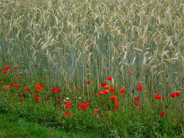 Poppies and Barley (2) VB.JPG