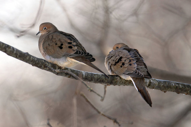 Mourning Doves, Ohio