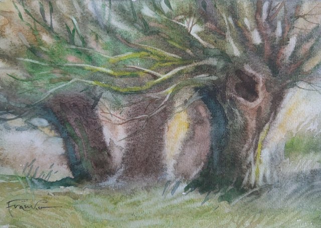 Wierzby 24x30 (15x21) akwarela
