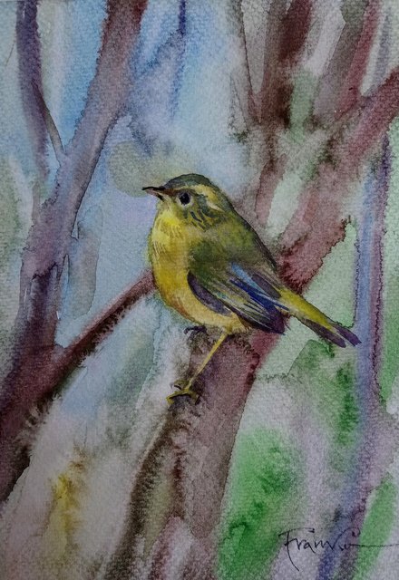 Świstunka złotawa 30x24 (21x15) akwarela