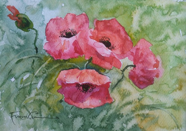 Maki 42x30 (15x21) akwarela