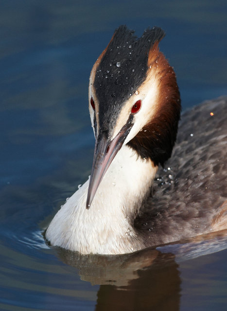 Great crested Grebe