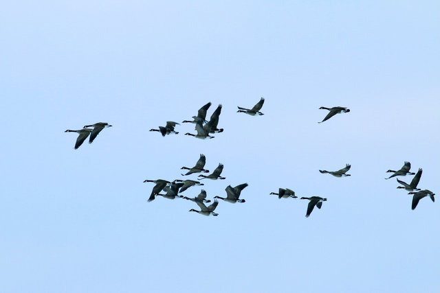 Canada Geese, February, southern Ohio