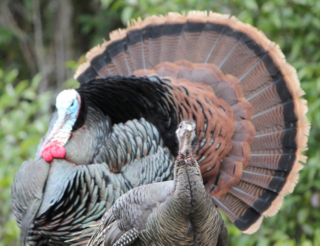 Hey Good Looking, wink wink