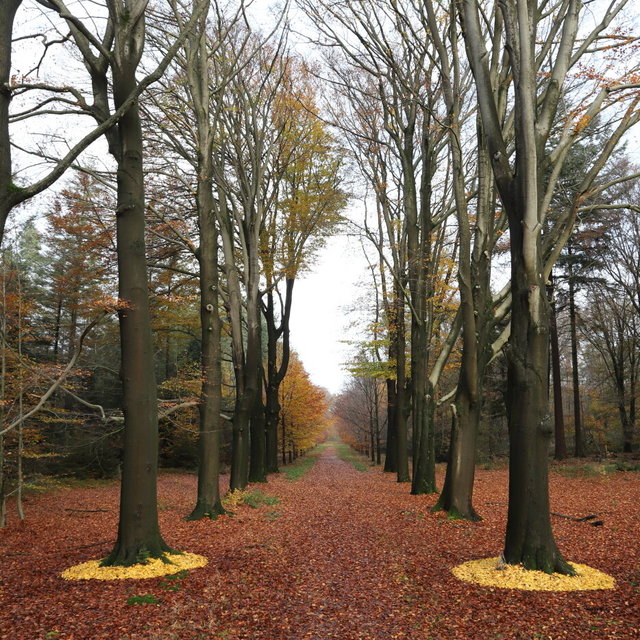 diepenveen ginkgo beuken poort