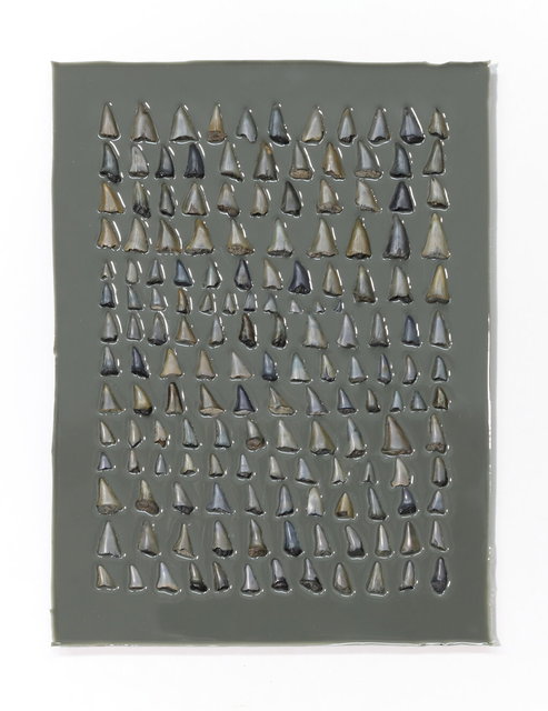 collection conservering haaientanden - 30x40 cm - 2025