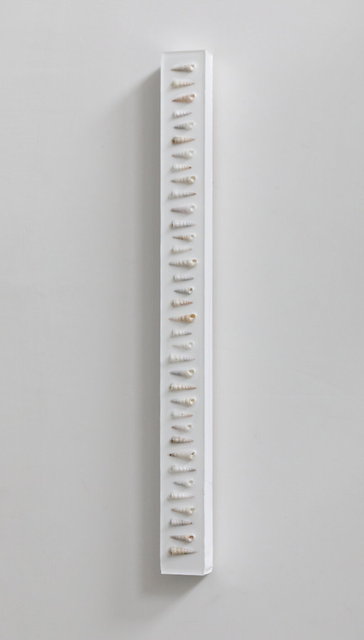 shells stick 2 - 70x6x3 cm - 2026