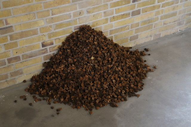 zwolle harculocentrale > ijsselbiënnale 2023 > installatie goud - visualsbynature