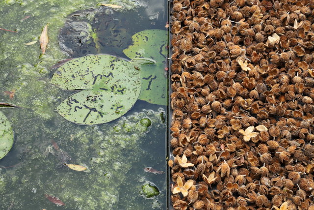 tuinen van mien ruys - beuken vierkant