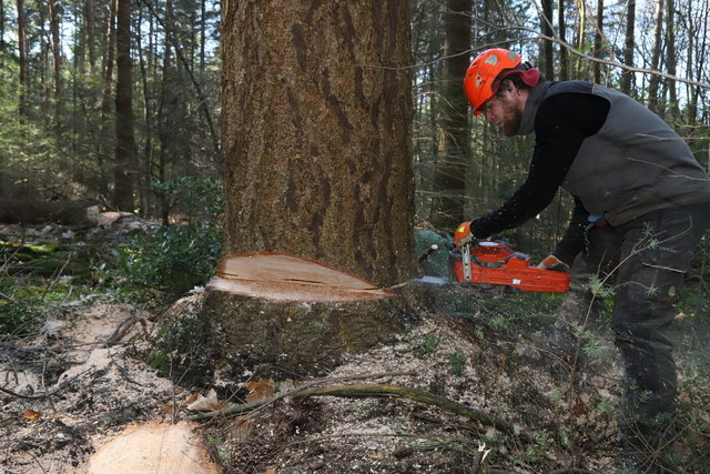bosbouw - landgoed schovenhorst
