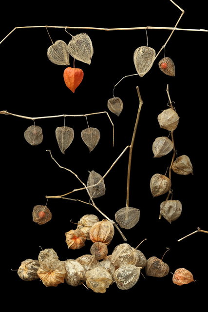 lampionenlandschap 2 2024