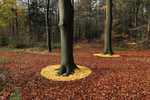 diepenveen ginkgo beuken poort