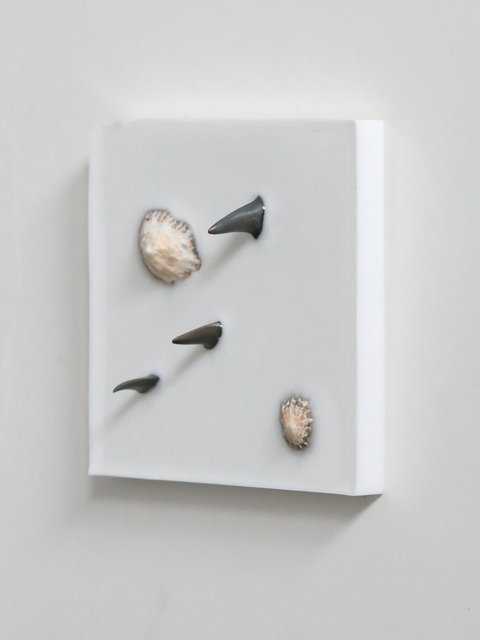 shark islands 1 - 10x10cm - 2026