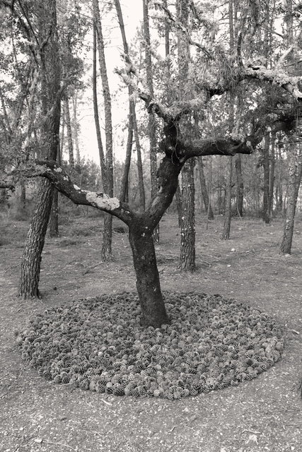 portugal sopugal steeneikcirkel