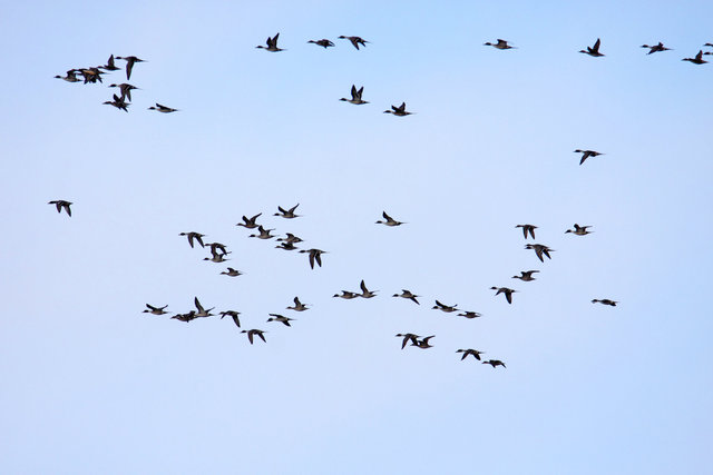 Northern Pintails, March, South Central Ohio