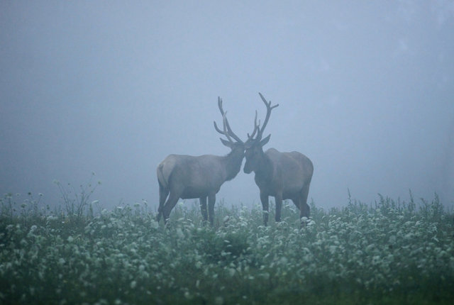 Elk