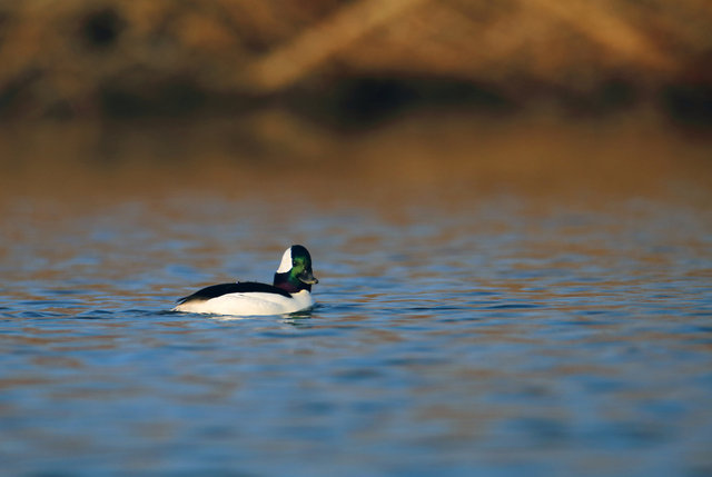 Bufflehead, March, Ohio