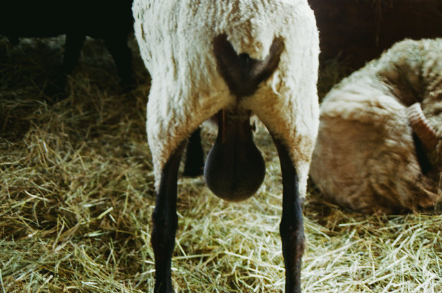 Lamb, 2003.jpg