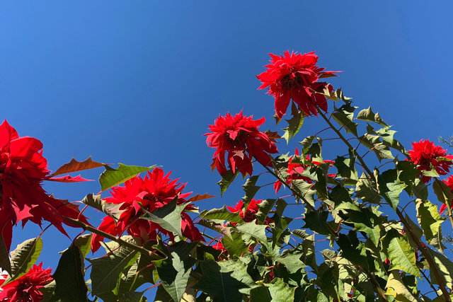 Poinsettias, Angeleno Heights, 2019.jpeg