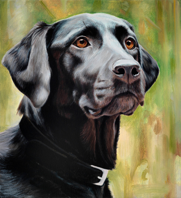 Breed: Black Lab / "Birdie"