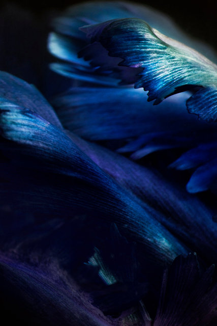 Birds of Paradise