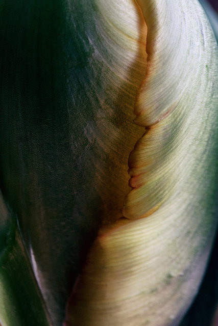 Cocoon
