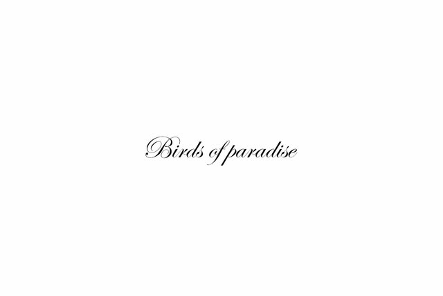 Birds of paradise tekst.jpg