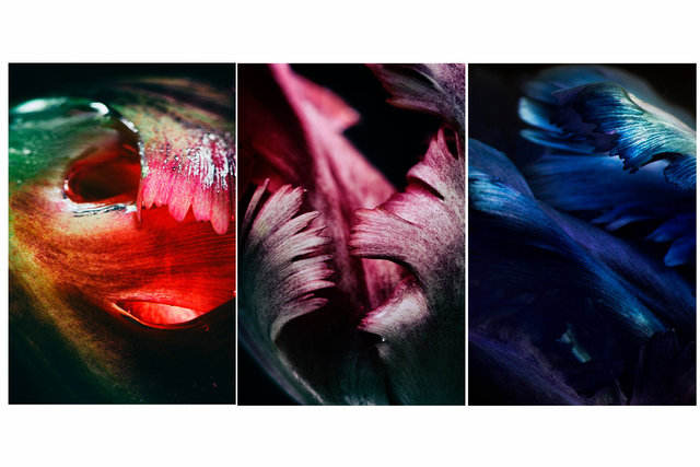 Birds of Paradise