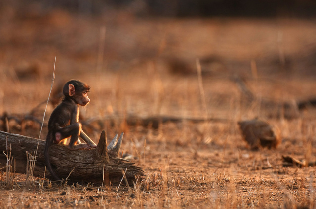Baby baboon