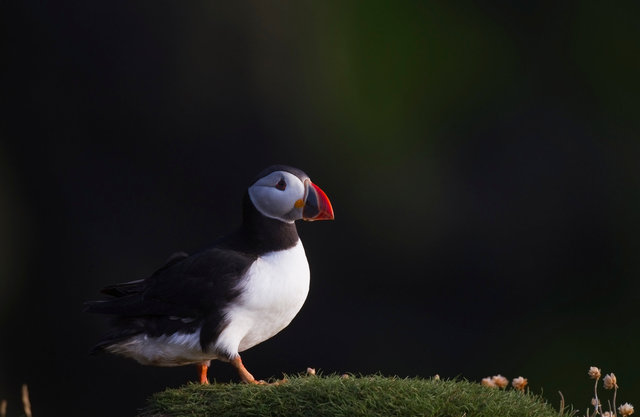 Puffin