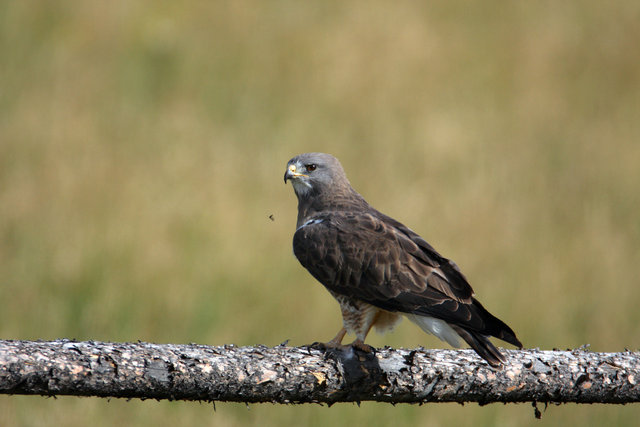 Raptor, Wyoming