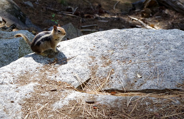 Chipmunks near General Sherman (6) VB.JPG