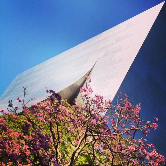 WALT DISNEY CONCERT HALL - ROSE 4