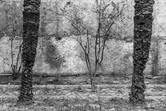 35-0011_Gabes Oasis-11.jpg