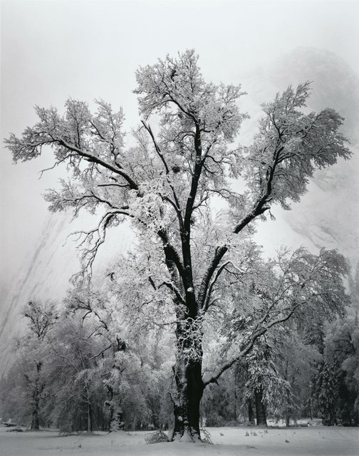 Oak Tree, Snow Storm, Yosemite.jpg