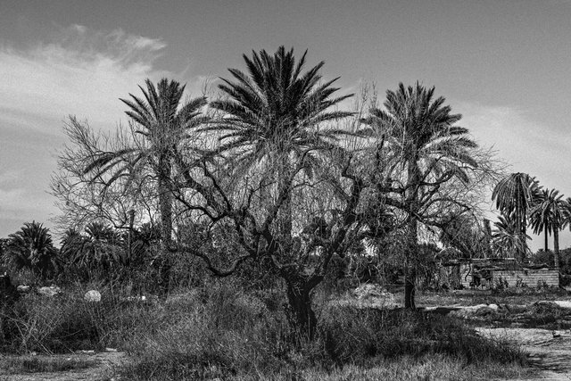 23-0041_Gabes Oasis-41.jpg