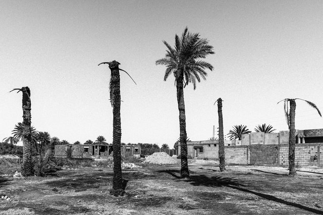 22-0040_Gabes Oasis-40.jpg