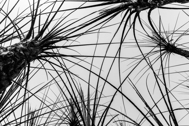 06-07-0051_Gabes Oasis-51.jpg