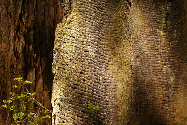 Redwoods.jpg