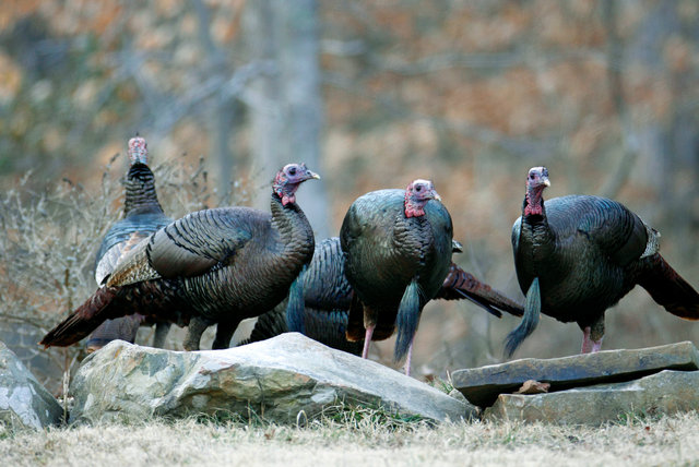 Wild Turkey, Ohio