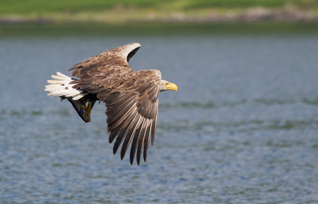 White-tailed eagle