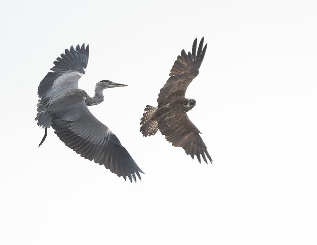 Osprey being mobbed by Heron
